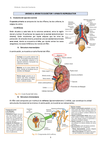 U6-Aparato-excretor-y-Aparato-reproductor.pdf