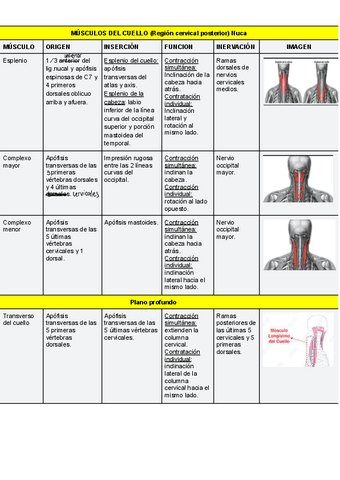 Cuadro-de-Musculos.pdf