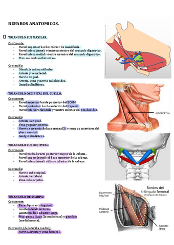 Reparos-Anatomicos.pdf