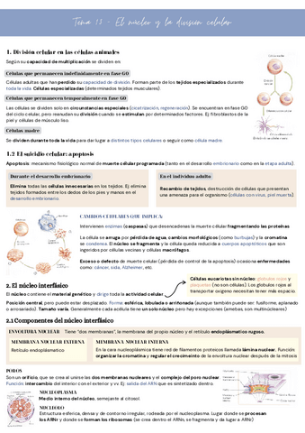 Tema-13-El-nucleo-y-la-division-celular.pdf