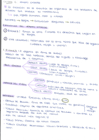 PROCESOS-TEMA-6-APARATO-EXCRETOR.pdf