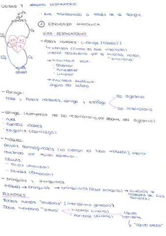 TEMA-7-APARATO-RESPIRATORIO.pdf