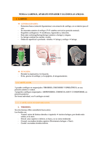 TEMA-6.pdf