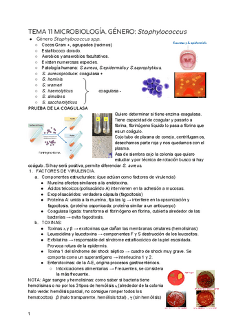 TEMA-11-MICROBIOLOGIA.pdf