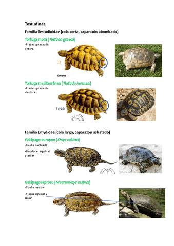 4.Visu-Reptiles.pdf