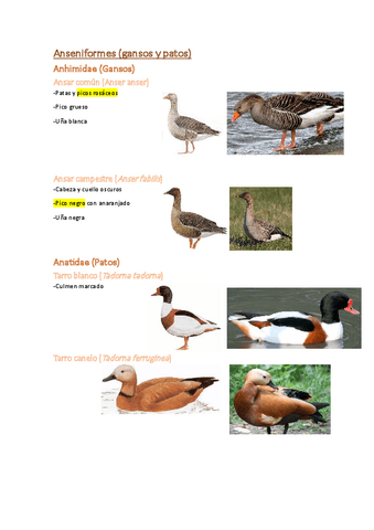 5.Visu-Aves.pdf