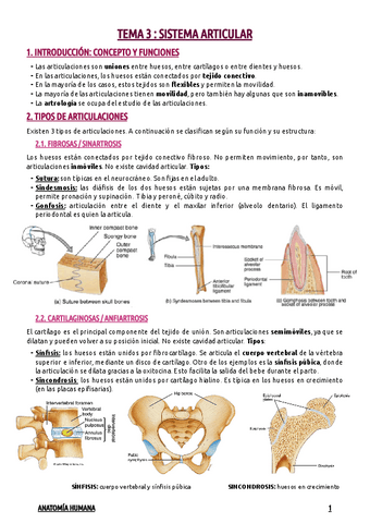 TEMA-3--SISTEMA-ARTICULAR.pdf