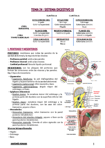 TEMA-24--SISTEMA-DIGESTIVO-III.pdf