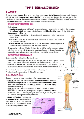 TEMA-2--SISTEMA-ESQUELETICO.pdf
