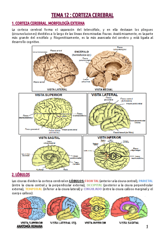 TEMA-12--CORTEZA-CEREBRAL.pdf