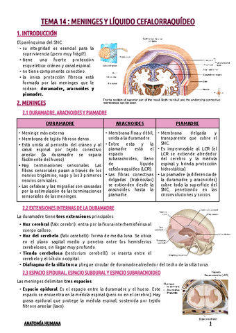 TEMA-14--MENINGES-Y-LIQUIDO-CEFALORRAQUIDEO.pdf