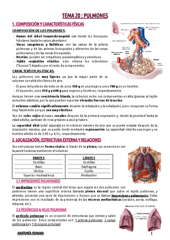 TEMA-20--PULMONES.pdf