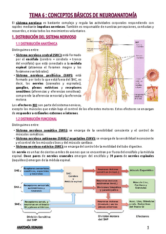 TEMA-6--CONCEPTOS-BASICOS-DE-NEUROANATOMIA.pdf