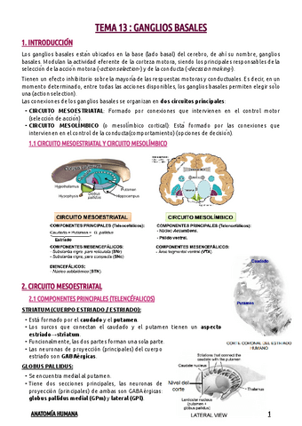 TEMA-13--GANGLIOS-BASALES.pdf