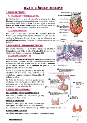 TEMA-16--GLANDULAS-ENDOCRINAS.pdf