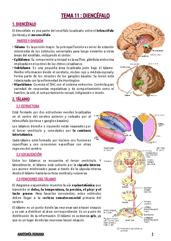 TEMA-11--DIENCEFALO.pdf