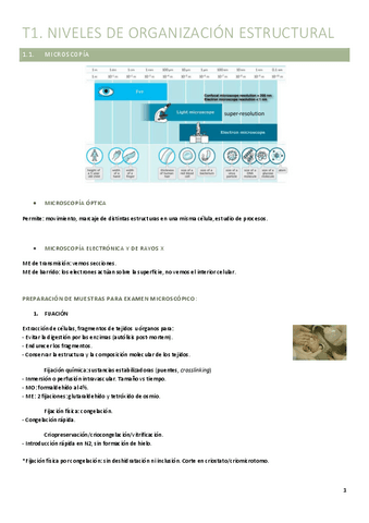 T1.-Niveles-de-organizacion-estructural.pdf