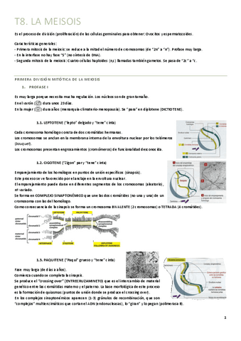 T8.-Meiosis.pdf