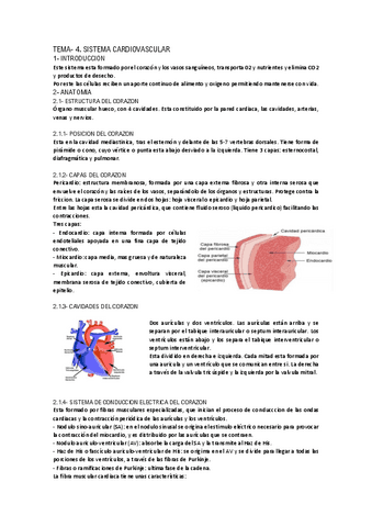 Sistema-Cardiovascular.pdf