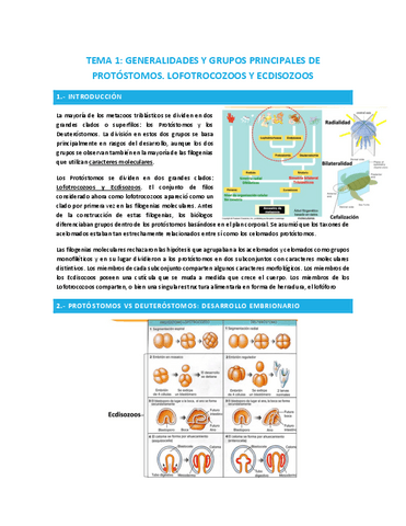 TEMA-1-PROTOSTOMOS.-LOFOTROCOZOOS-Y-ECDISOZOOS.pdf