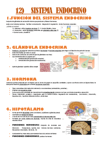 anatomia-T12.sistema-endocrino.pdf