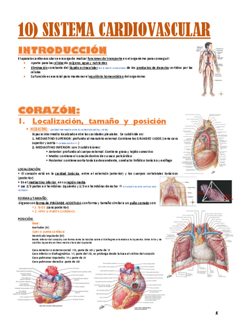 anatomia-T10.sistema-cardiovascular.pdf