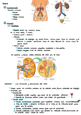 Sistema-Urinario.pdf