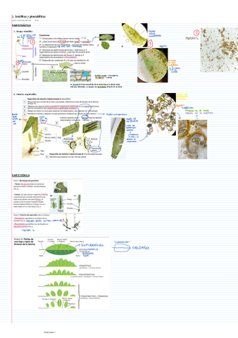 apuntes-laboratorios.pdf