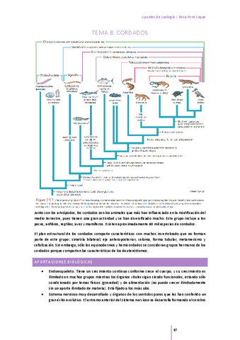 tema-8-cordados.pdf