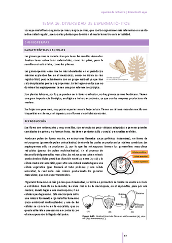 Tema-16-diversidad de espermatófitos.pdf