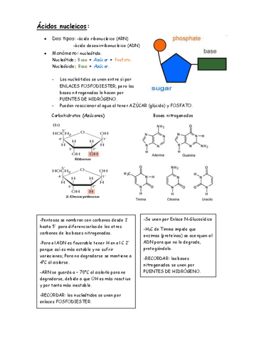 Clase-1-Acidos-nucleicos-y-Proteinas.pdf