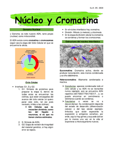 Clase-4-Nucleo-y-Cromatina.pdf