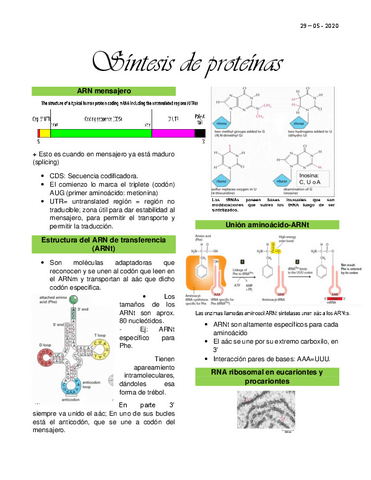 Clase-8-Sintesis-de-proteinas.pdf