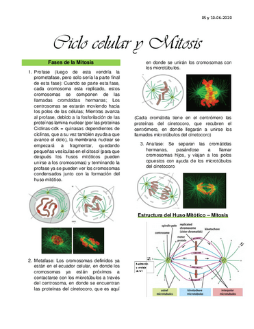 Clase-10-Ciclo-celular-y-Mitosis.pdf