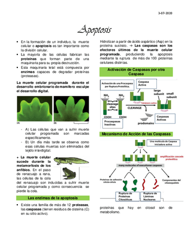 Clase-17-Apoptosis.pdf