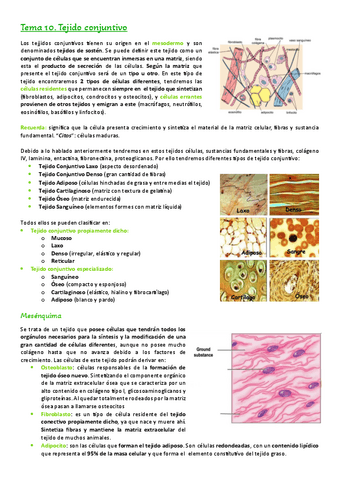 Tema-10.-Tejidos-conjuntivos.pdf