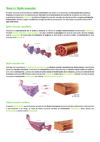 Tema-11.-Tejido-muscular.pdf