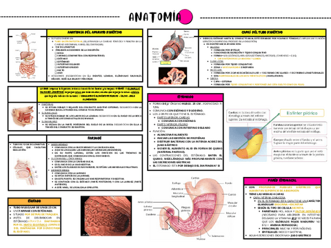 APARATO-DIGESTIVO-TBE.pdf