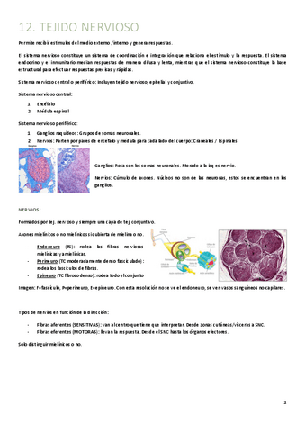 T12.-Nervioso.pdf