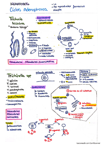 Ciclos-Adenophorea-Nematodos.pdf