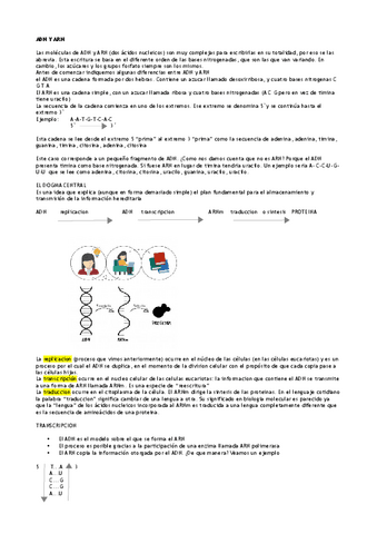 adn-Y-arn.pdf