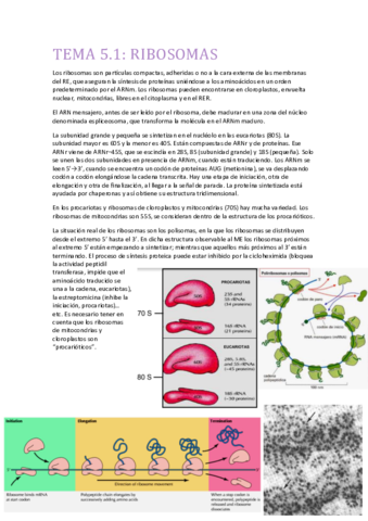 TEMA 5.1 RIBOSOMAS.pdf
