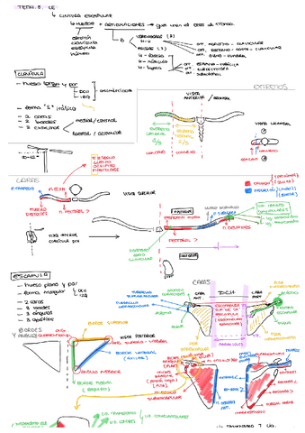 TEMA-8.-CINTURA-ESCAPULAR.pdf