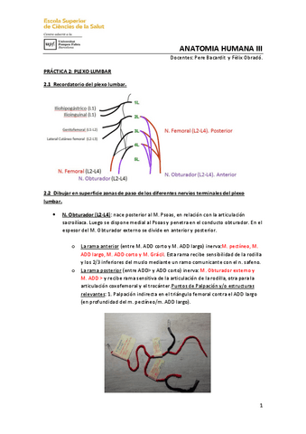 PrActica-PalpaciAn-Plexo-Lumbar..pdf