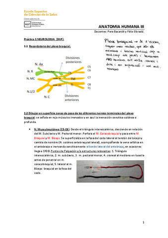 Practica-1.-Palpacion-Plexo-Braquial.pdf