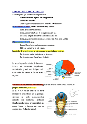Apuntes-1-Cabeza-y-Cuello.pdf