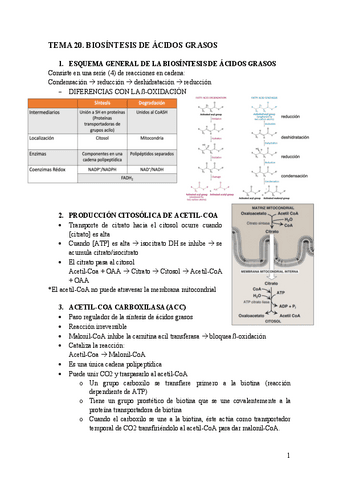 Tema-20.-Biosintesis-de-los-acidos-grasos.pdf