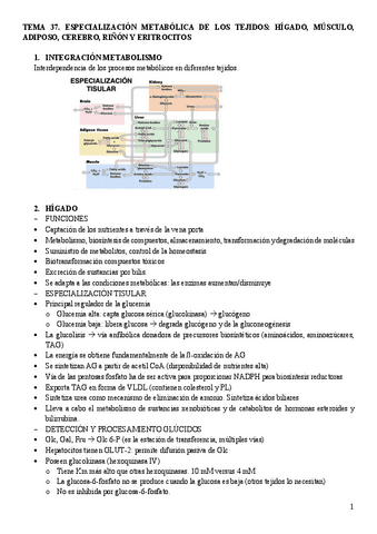 Tema-37.-Especializacion-metabolica-de-los-tejidos.pdf