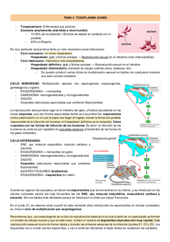 TEMA-5-TOXOPLASMA-GONDII-2.pdf