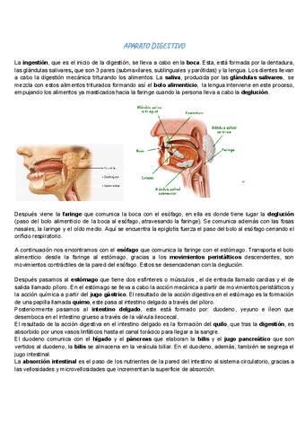 APARATO-DIGESTIVO..pdf